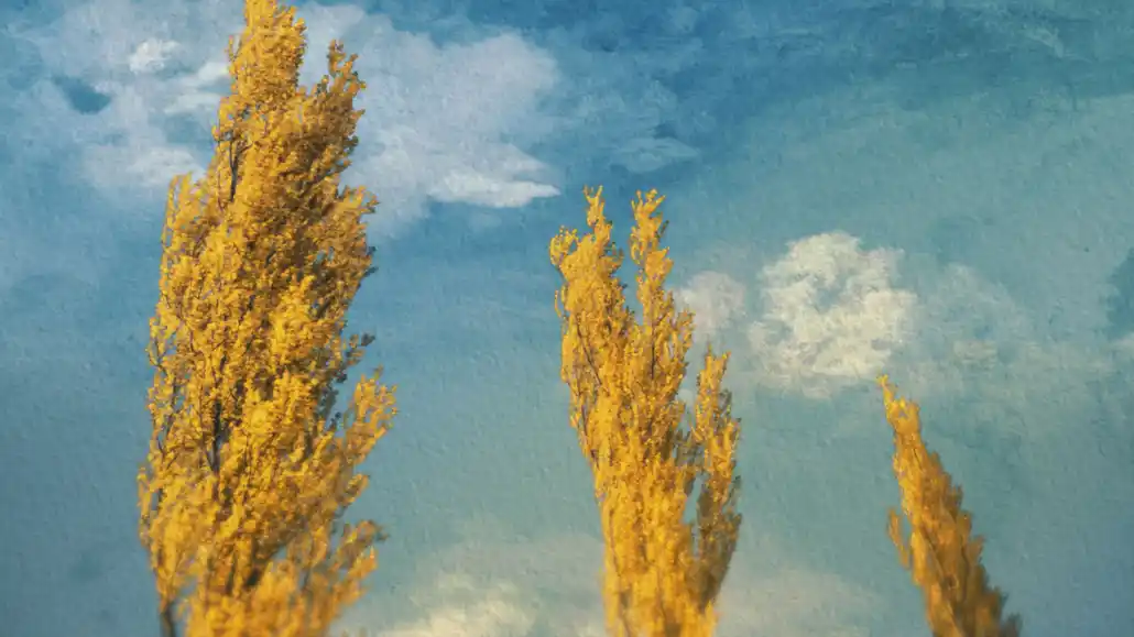 Poplars Vounatsos Alexandros